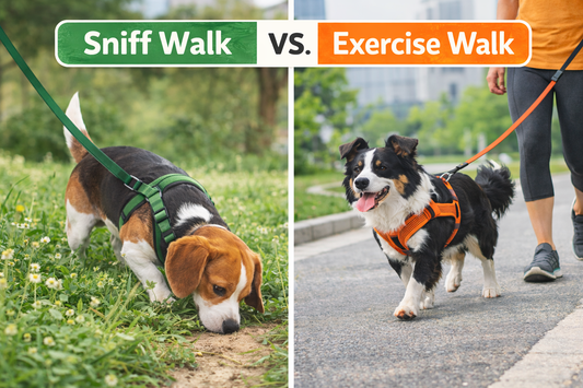 Sniff Walks vs. Exercise Walks: Which One Your Dog Actually Needs