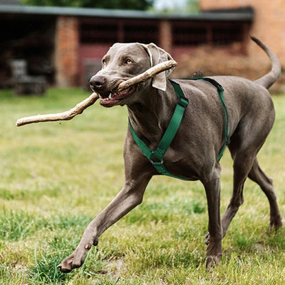 Durable H-Style Dog Harness & Leash